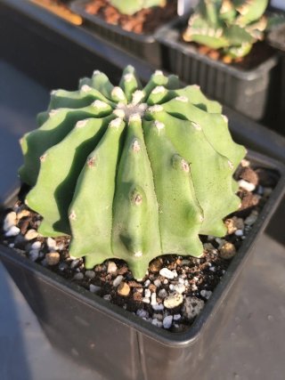 Ferocactus Glaucescens Inermis grande