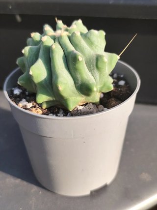 Ferocactus Glaucescens Inermis