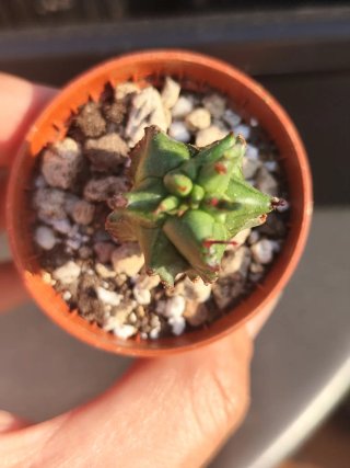 Mini Euphorbia Horrida Monstruosa