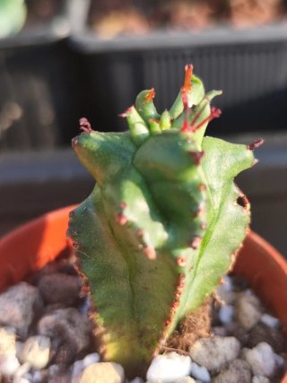 Mini Euphorbia Horrida Monstruosa