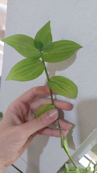 Tradescantia fluminensis pianta
