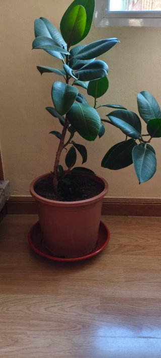 Ficus grande en maceta