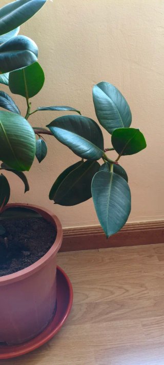 Ficus grande en maceta