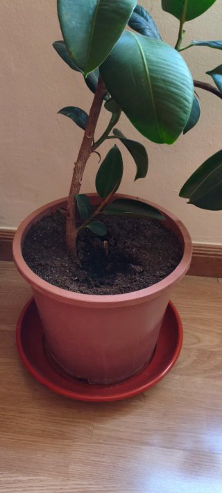 Ficus grande en maceta