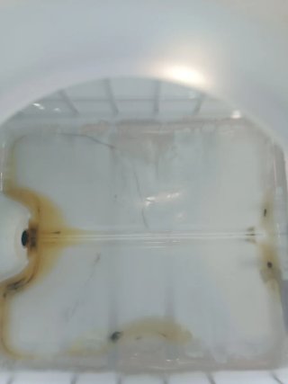 Bidón de 1000L completamente nuevos