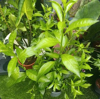 Dama de noche planta