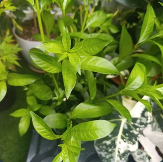 Dama de noche planta