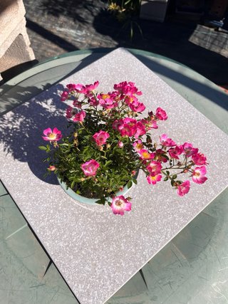 Rosal en maceta
