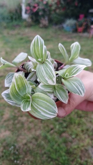 Tradescantia Albiflora variegada