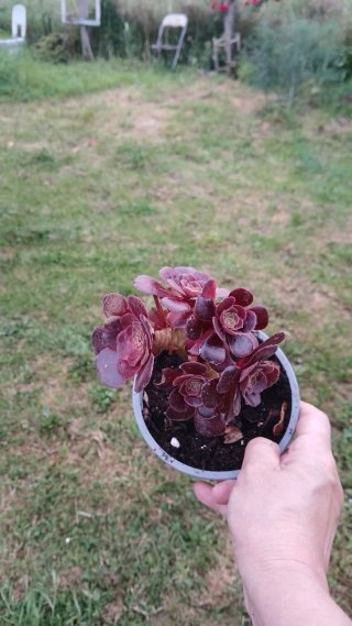 Aeonium arboreum planta suculenta