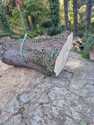Jardinero profesional