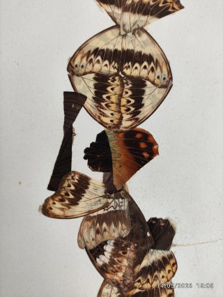 2 Cuadros Mariposas Alas