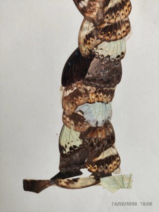2 Cuadros Mariposas Alas