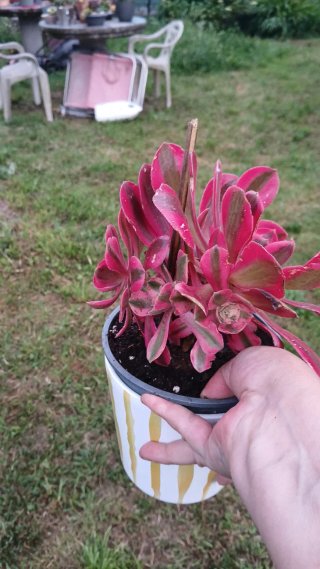 Aeonium Pink Wich, Grande