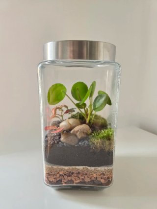 Terrario hecho a mano, con Pileas y Fittonias