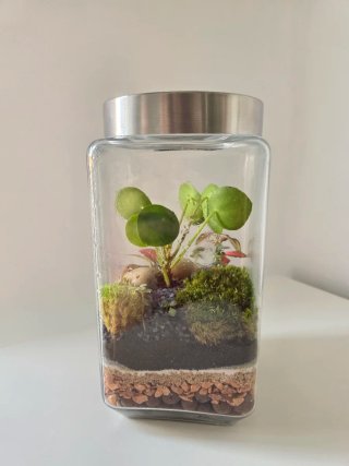 Terrario hecho a mano, con Pileas y Fittonias
