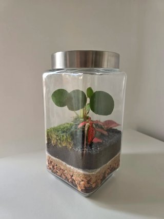 Terrario hecho a mano, con Pileas y Fittonias