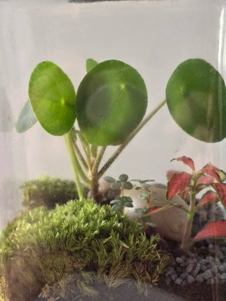 Terrario hecho a mano, con Pileas y Fittonias