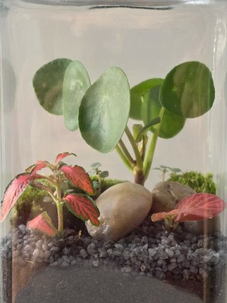 Terrario hecho a mano, con Pileas y Fittonias