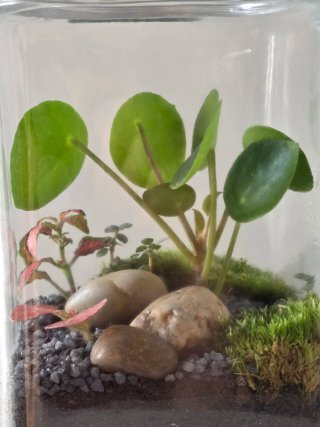 Terrario hecho a mano, con Pileas y Fittonias