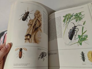 El gran libro de los animales