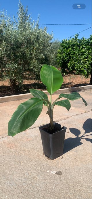 Platanera en maceta