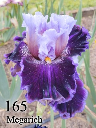 Iris Germanica 126