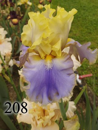 Iris Germanica 126