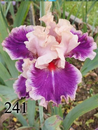 Iris Germanica 126