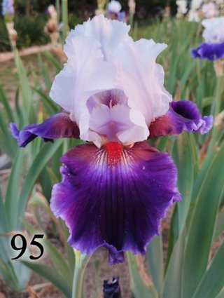 Iris Germanica 126