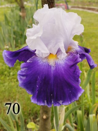 Iris Germanica 126