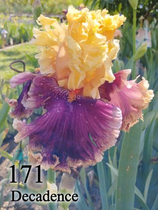Iris Germanica 126