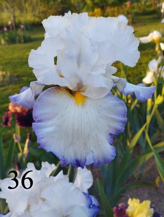 Iris Germanica 126