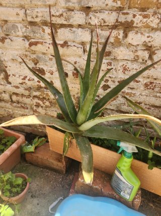 Aloe vera con flor
