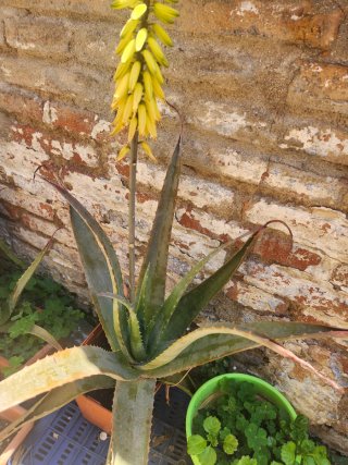 Aloe vera con flor
