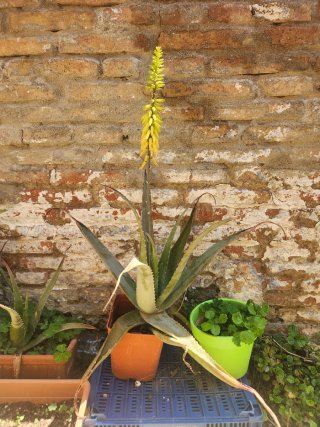 Aloe vera con flor