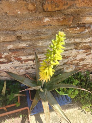 Aloe vera con flor