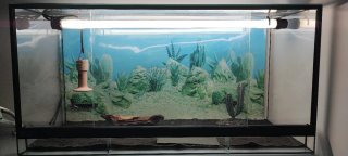 Terrario de cristal.  Medidas 100x40x50