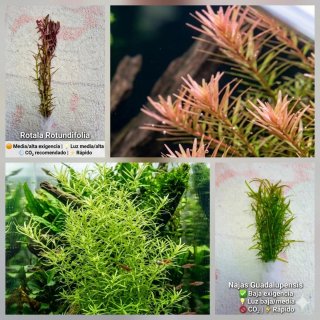Pack 65x | Plantas Aquário - Verde e Vermelho