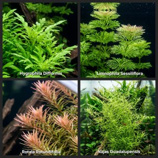 Pack 65x | Plantas Aquário - Verde e Vermelho