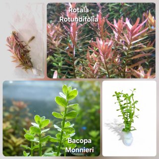 Pack 65x | Plantas Aquário - Verde e Vermelho