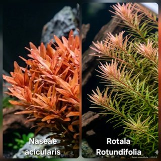 Pack 65x | Plantas Aquário - Verde e Vermelho
