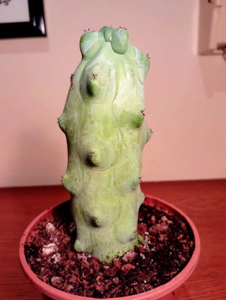 Planta.Myrtillocactus "Fukurokuryuzinboku"