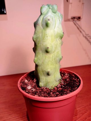 Planta.Myrtillocactus "Fukurokuryuzinboku"
