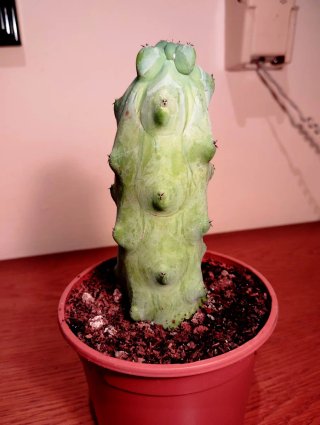 Planta.Myrtillocactus "Fukurokuryuzinboku"