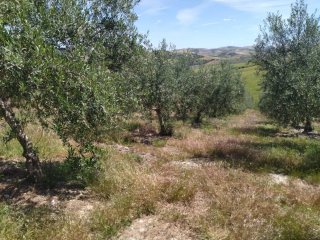 FINCA CON 2500 OLIVOS EN SEVILLA