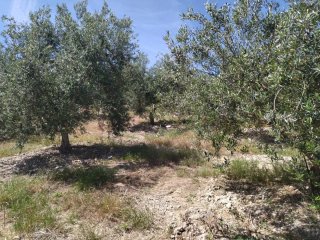 FINCA CON 2500 OLIVOS EN SEVILLA
