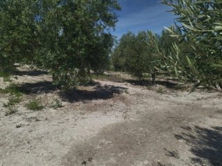 FINCA CON 2500 OLIVOS EN SEVILLA