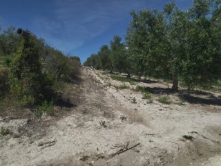 FINCA CON 2500 OLIVOS EN SEVILLA