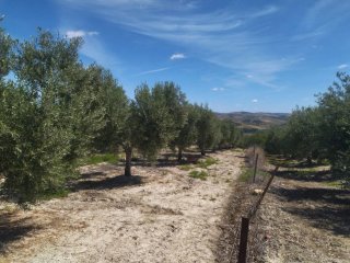FINCA CON 2500 OLIVOS EN SEVILLA